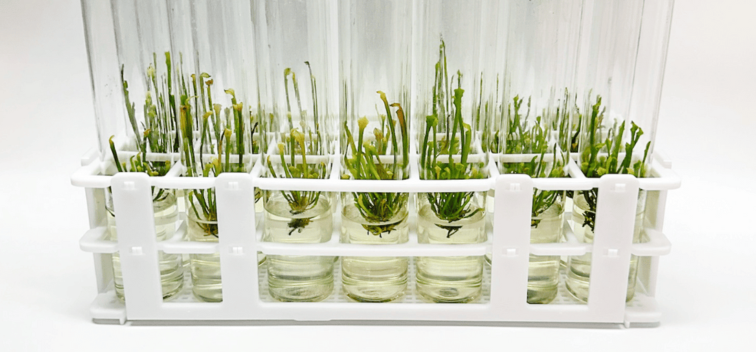 Vials of plant tissue culture with agar medium and growing plantlets, illustrating key techniques discussed in '10 Fascinating Facts About Plant Tissue Culture You Must Know'.