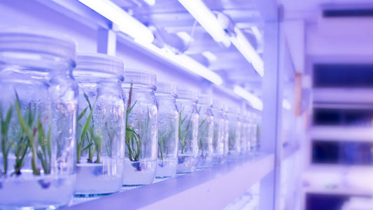 5 Reasons You May Be Failing at Tissue Culture