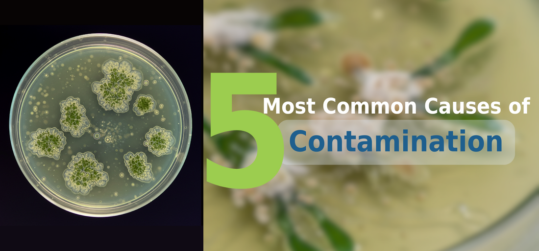 Split image showing a contaminated petri dish on the left and bold text on the right reading “The 5 most common causes of contamination”
