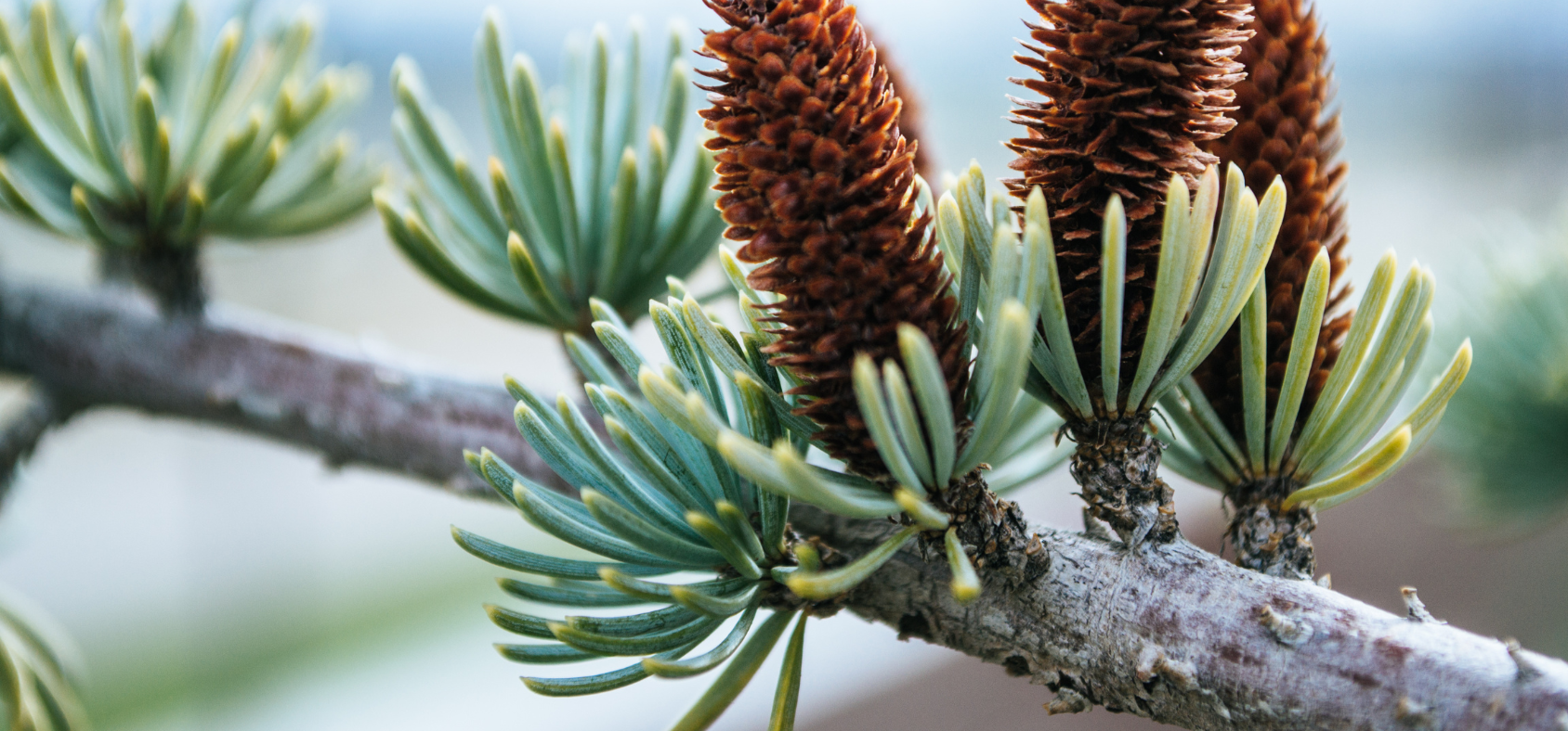 Pine cones on a branch.