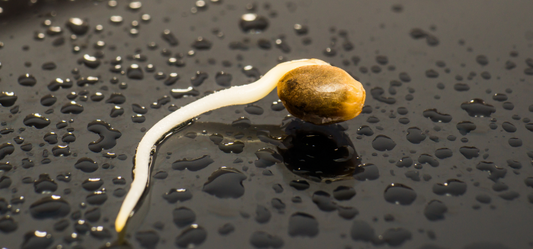 Embryo Rescue: Revolutionizing Modern Plant Breeding