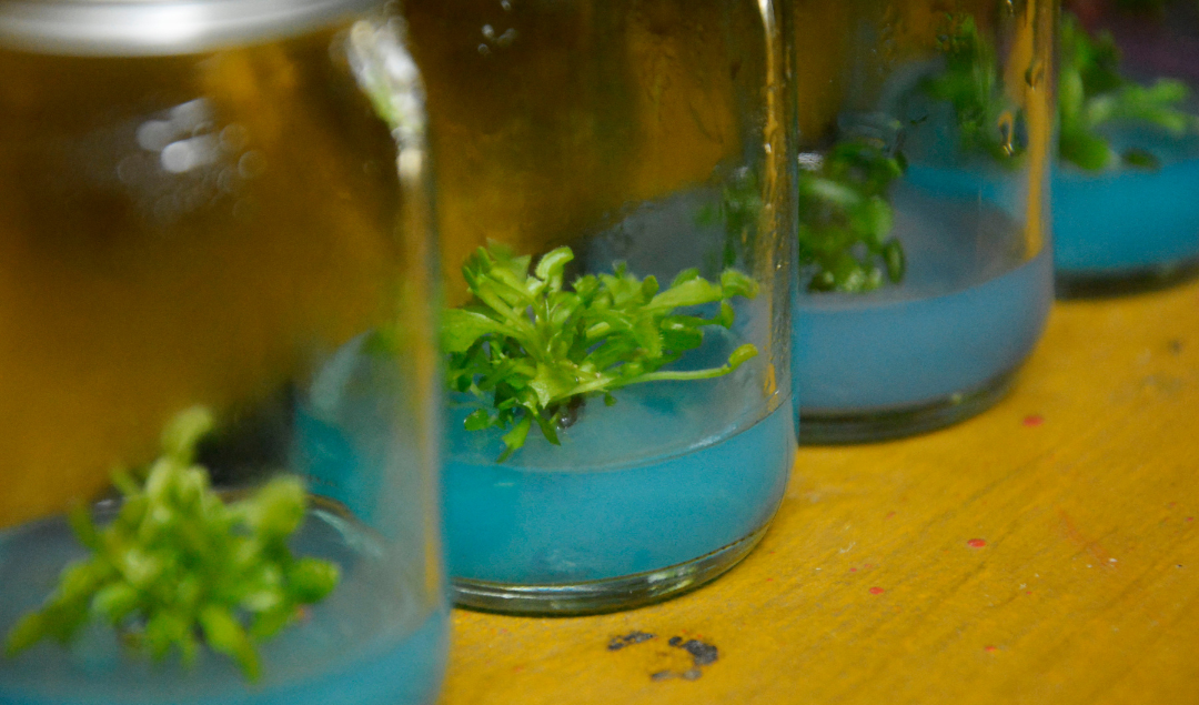 Exploring Somatic Embryogenesis: Techniques and Applications