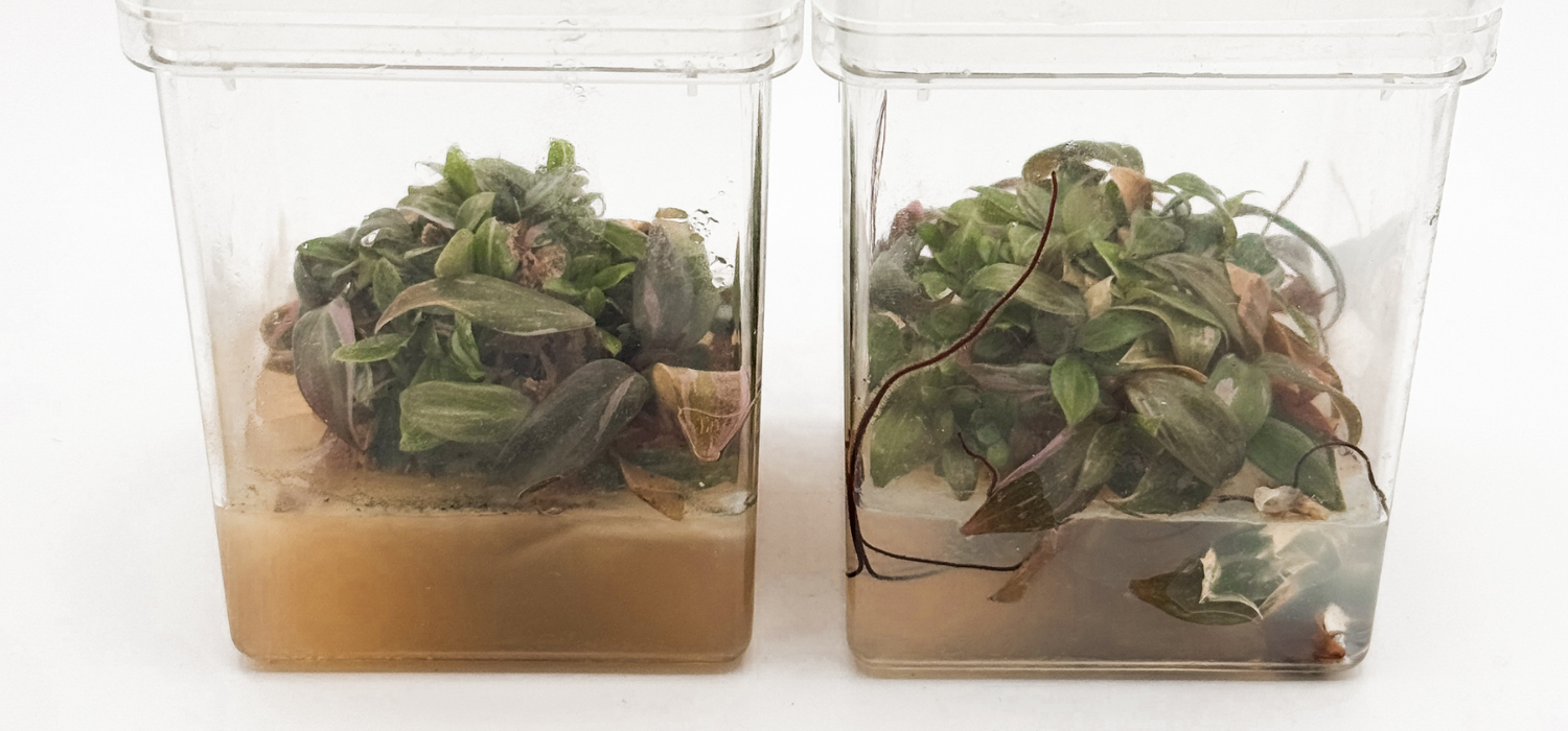 Browning and contaminated plant tissue inside a square culture vessel, with visible dark pigmentation in the medium and microbial growth surrounding the stressed explant.