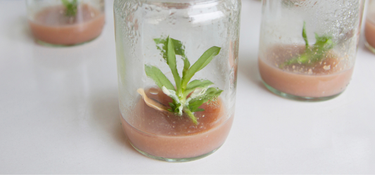Orchid Tissue Culture: Here’s What You Should Know