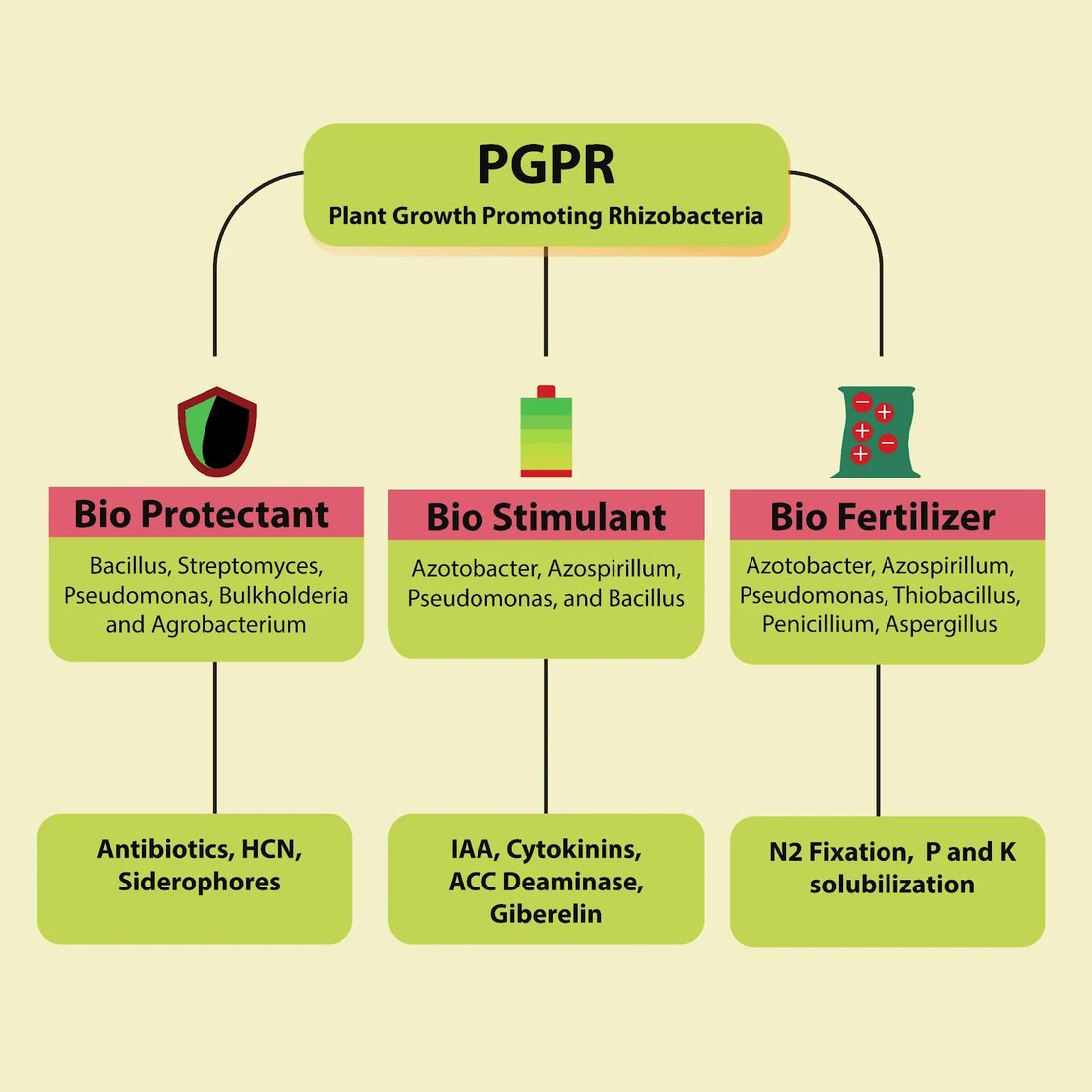 Can Microorganisms Be Used in Plant Tissue Culture?