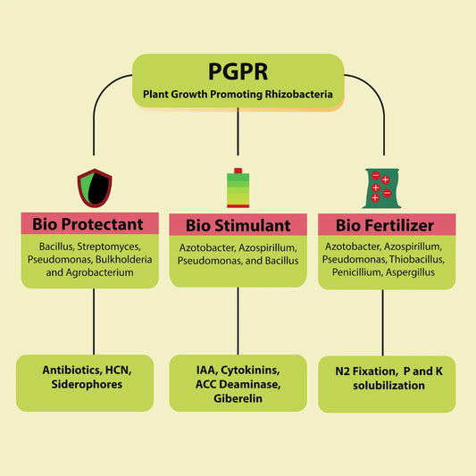Can Microorganisms Be Used in Plant Tissue Culture?