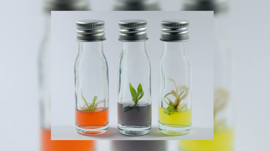 Applications of Organogenesis