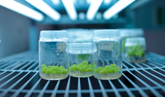 Clone Your Favorite Plants: Build a Home Tissue Culture Lab