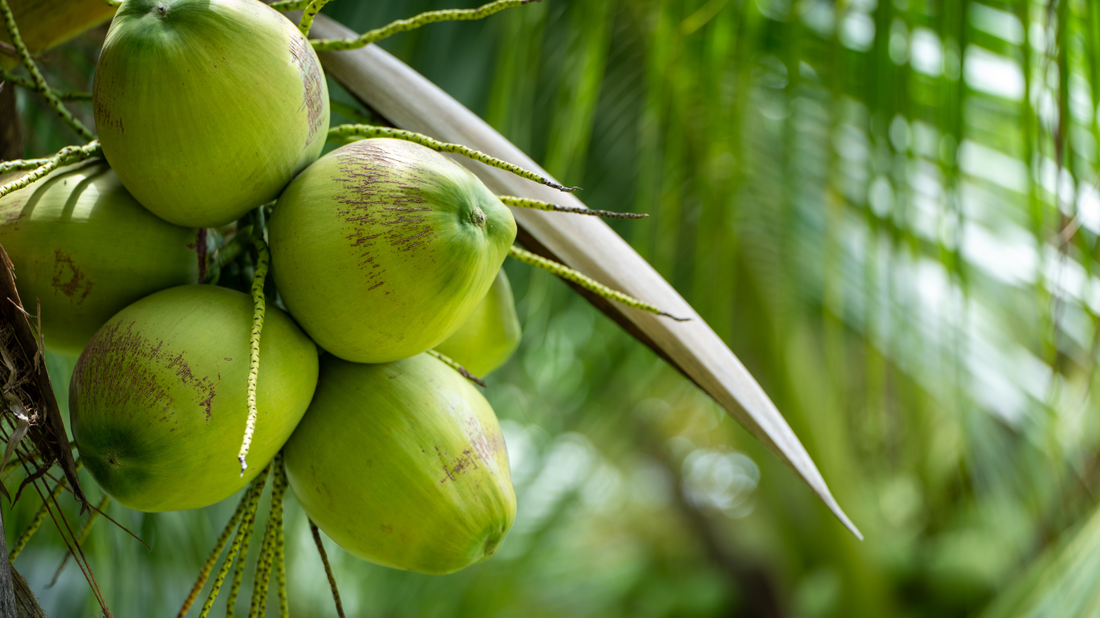 The Protocol To Cryopreserve Coconut Zygotic Embryos