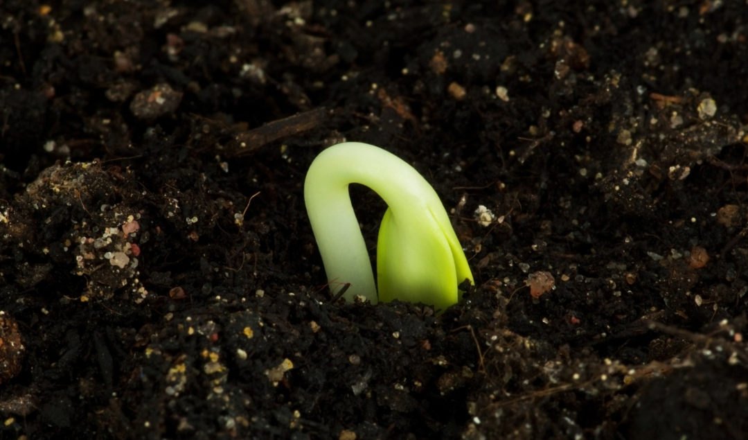 Embryo Rescue: Definition, Techniques, and Applications