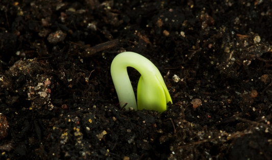Embryo Rescue: Definition, Techniques, and Applications