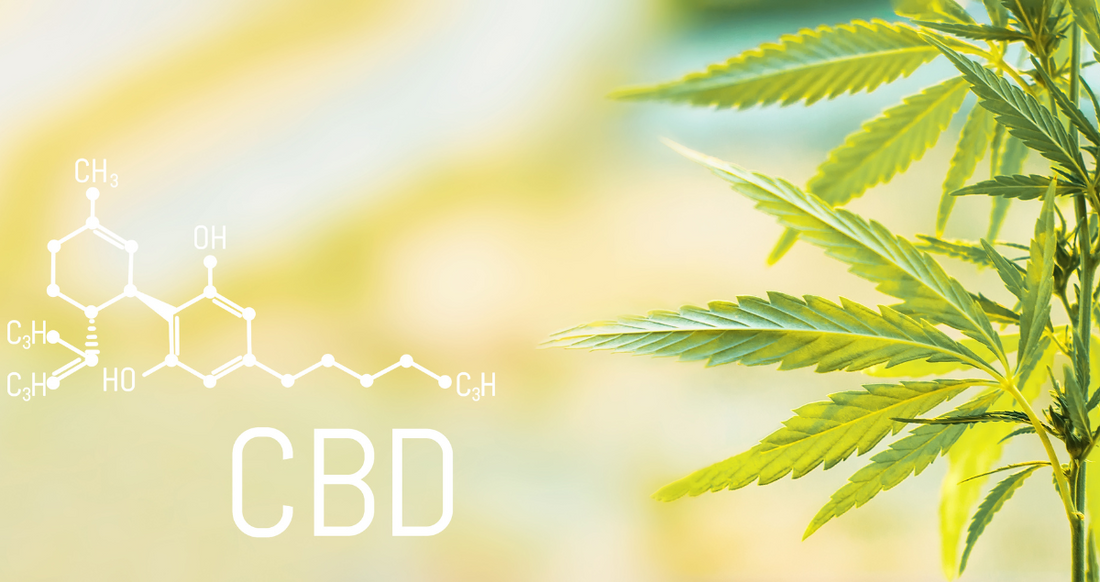 Exploring Germplasm Selection: Four Options for Cannabis Propagation