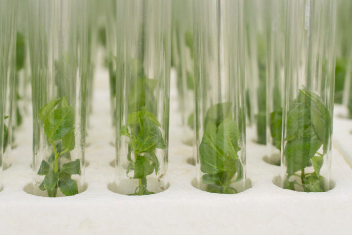 Micropropagation versus traditional plant propagation