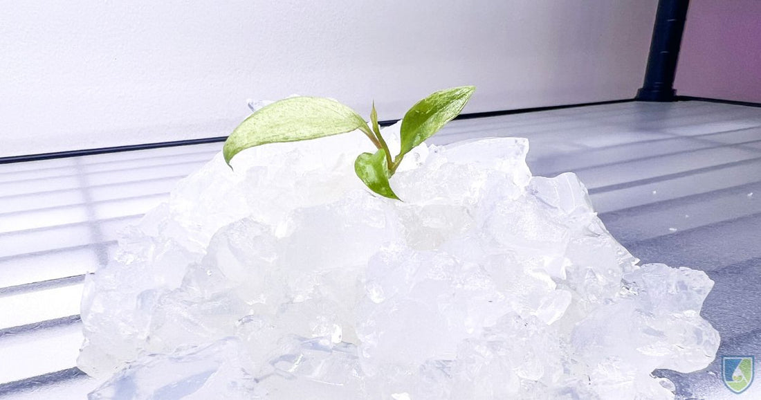 How To Care For Tissue Culture Plants?