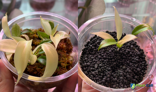 How to Properly Acclimate Tissue Culture Plants