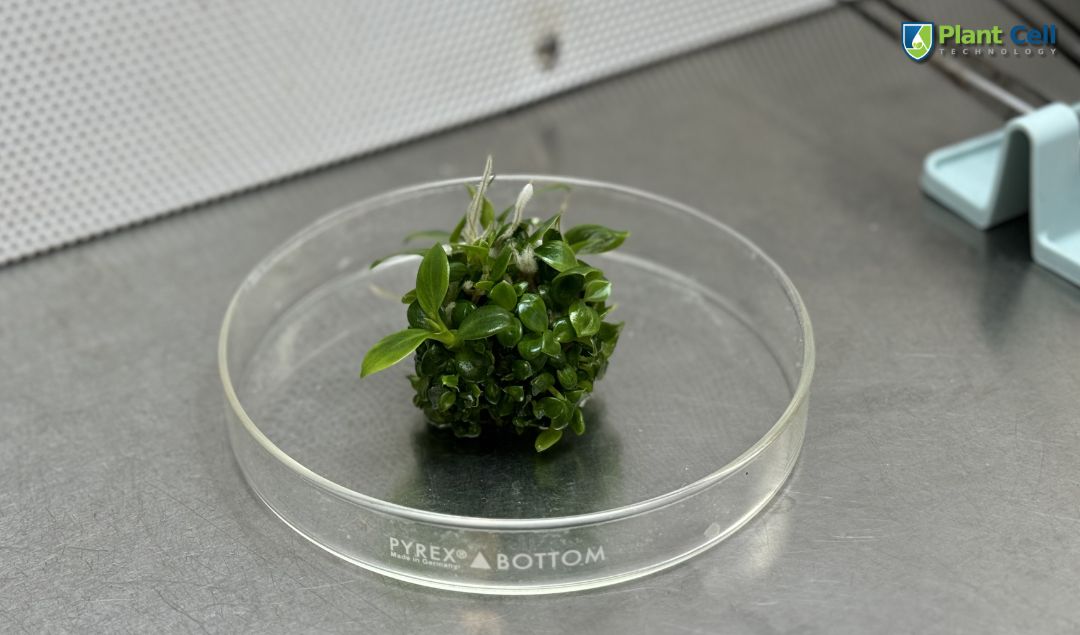 How To Use The Plant Tissue Culture Technology