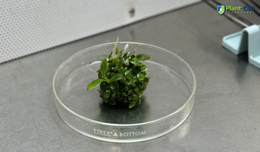 How To Use The Plant Tissue Culture Technology