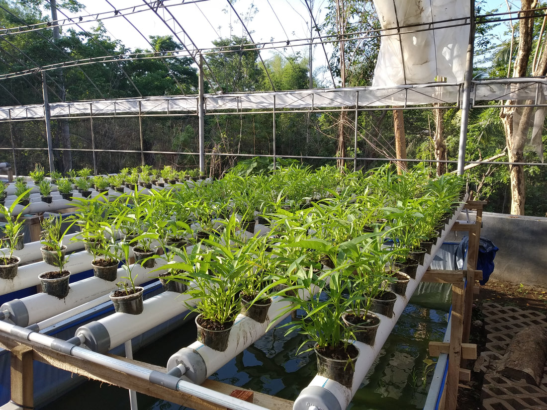 What Is Hydroponic System?