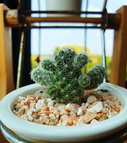 How to Tissue Culture Mammillaria elongata?