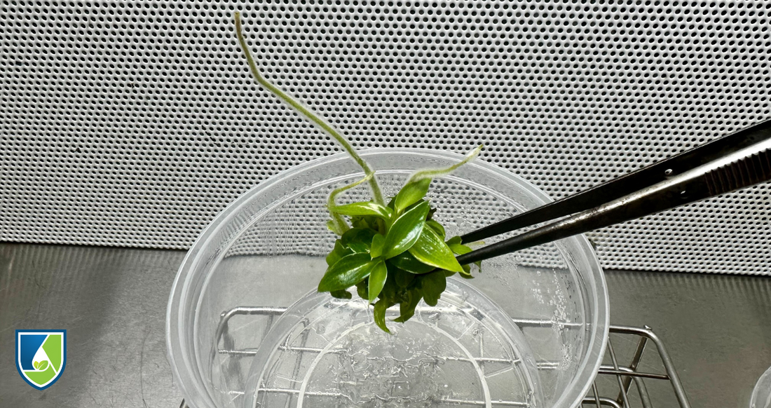 What is subculturing in tissue culture? With Tips and Insights