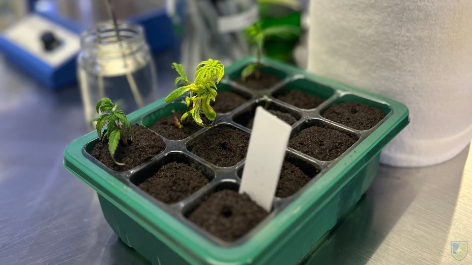 Three Major Challenges of Cannabis Propagation