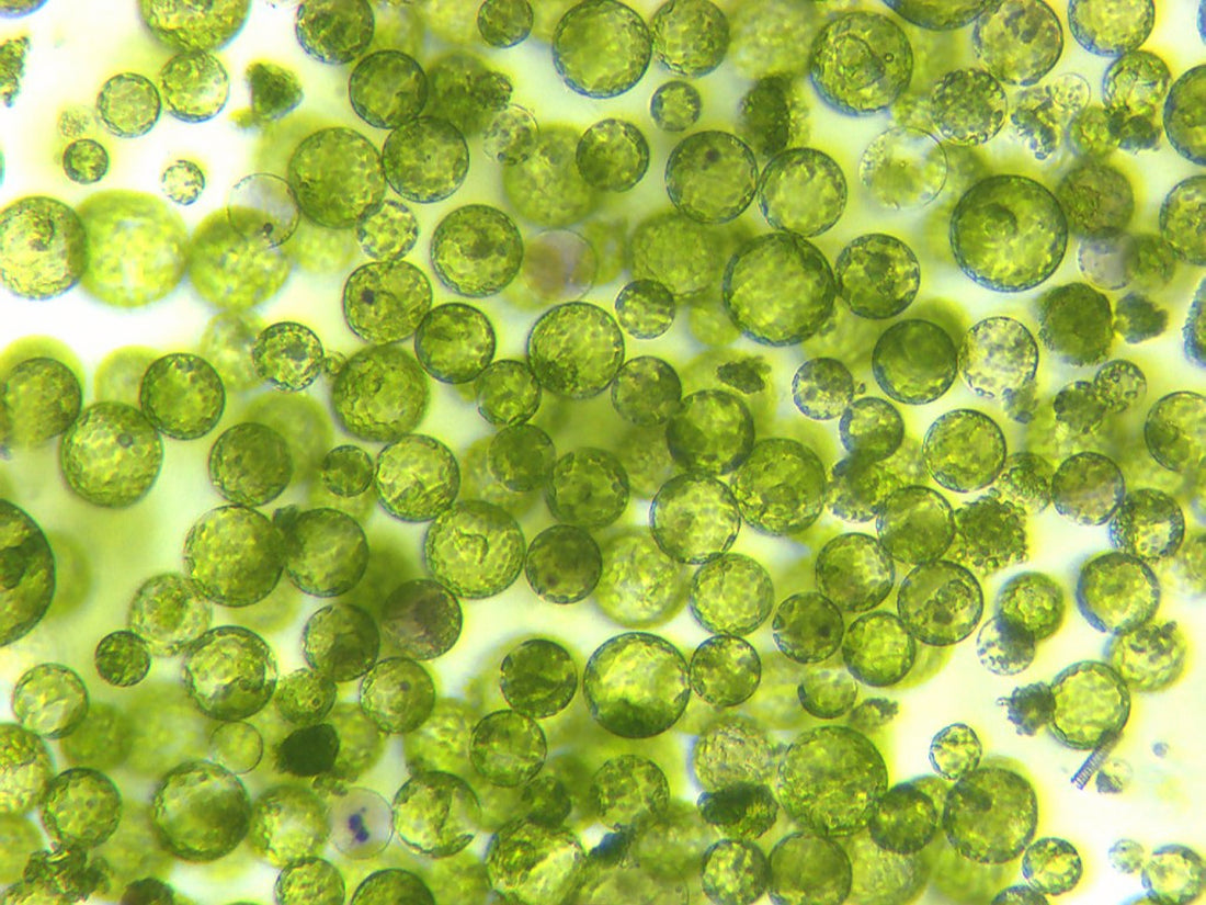 Protoplast Culture: Isolation and Culture Methods