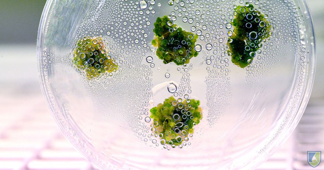 Seed Propagation: What Do You Know?