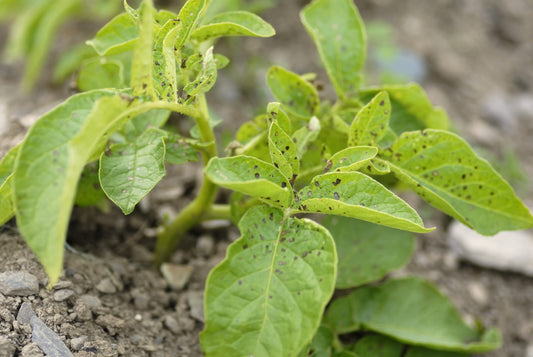 The Five Ideal Explant Sterilizing Methods in Tissue Culture