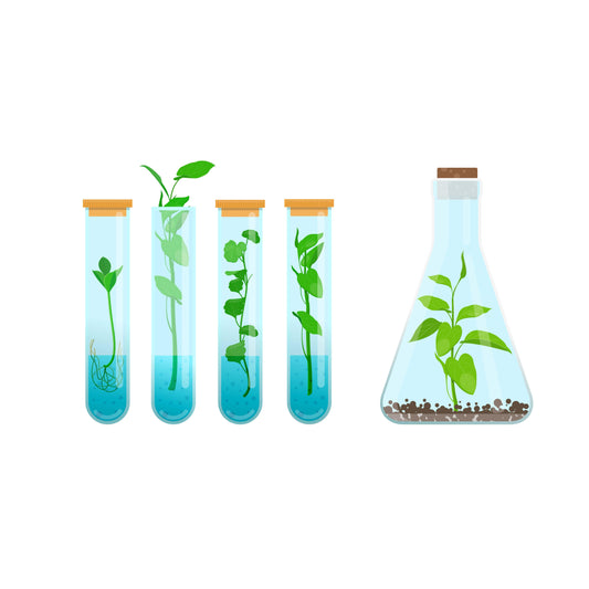 For Beginners: Commonly used words in tissue culture (Part-2)