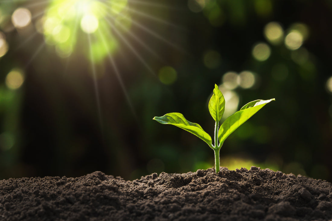Elevate Your Culture: 7 Essential Tissue Culture Tools