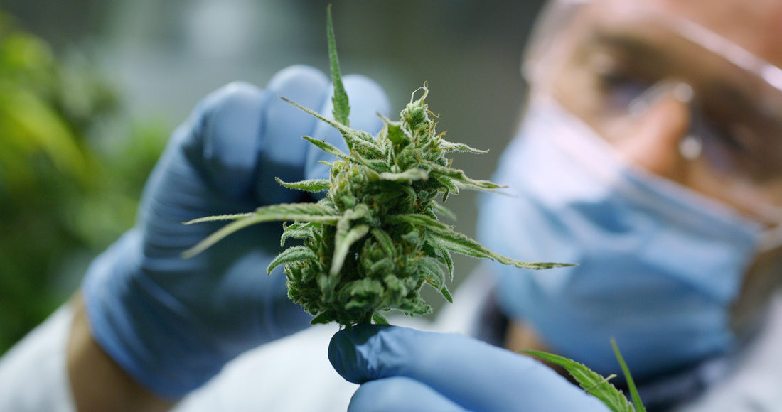 How to Tissue Culture Cannabis?