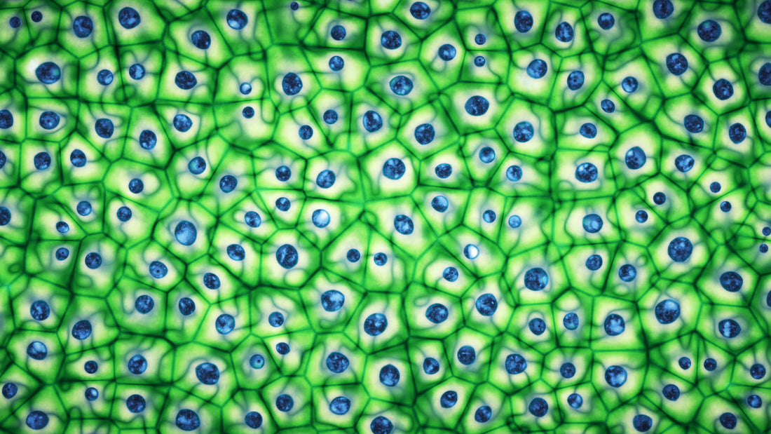 Production of Haploids from Microspore Culture