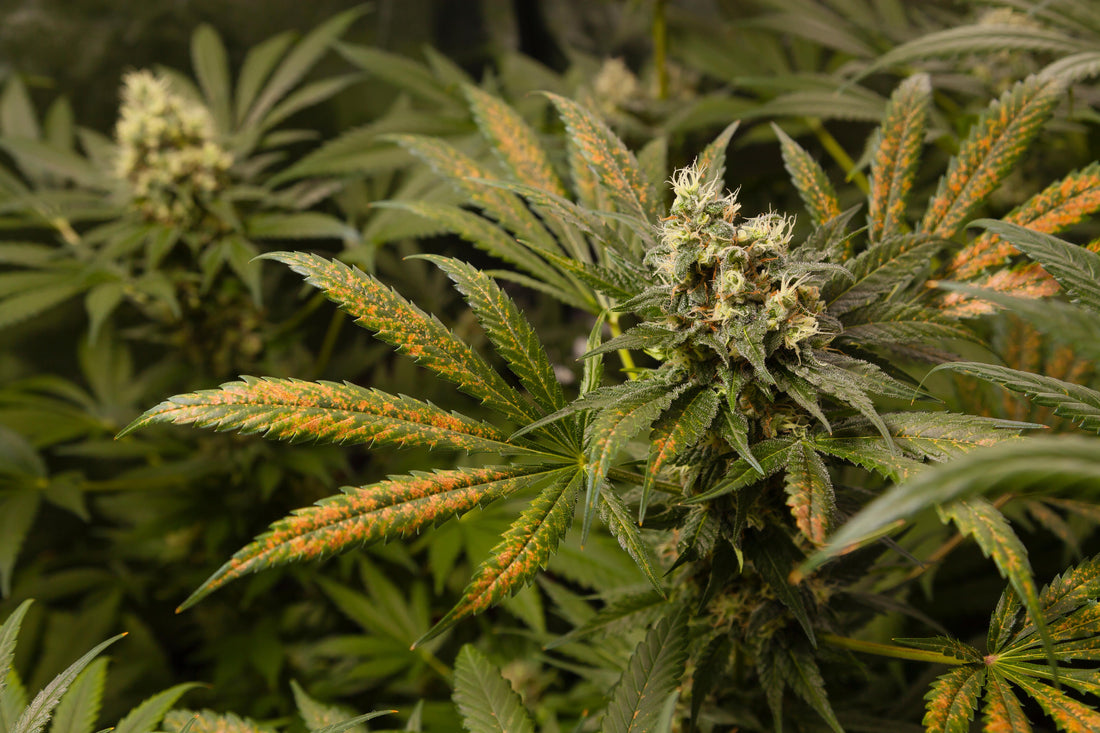 Diseases Affecting Cannabis Propagation and Prevention Solution