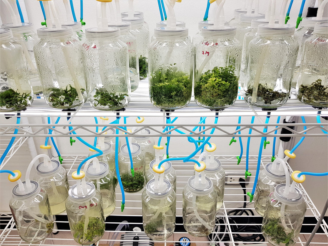 Temporary Immersion Bioreactors