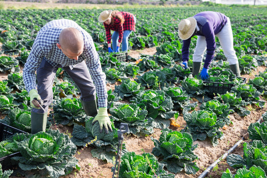 Good Agricultural Practices (GAP): Definition and Importance