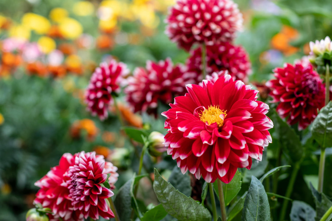 How to Tissue Culture Dahlia Flowers!