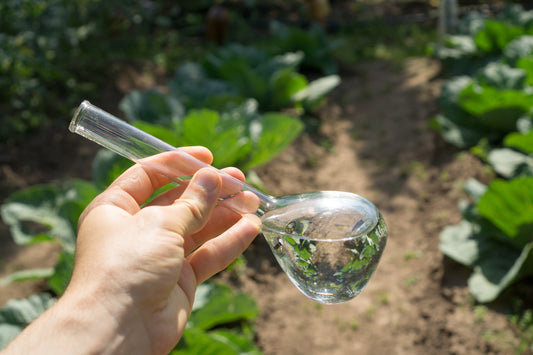 How to Solve Plant Contamination (Tissue Culture)