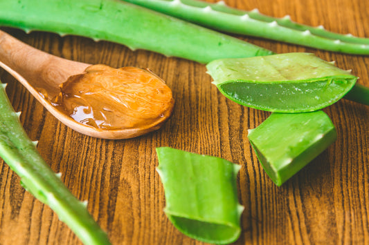Aloevera Tissue Culture