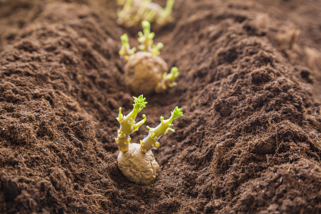 Tissue Culture of Potato (Part-2)
