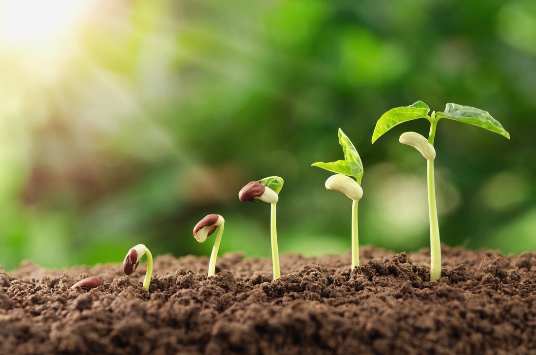 Plant Growth Hormones: Types and Functions (Part-1)