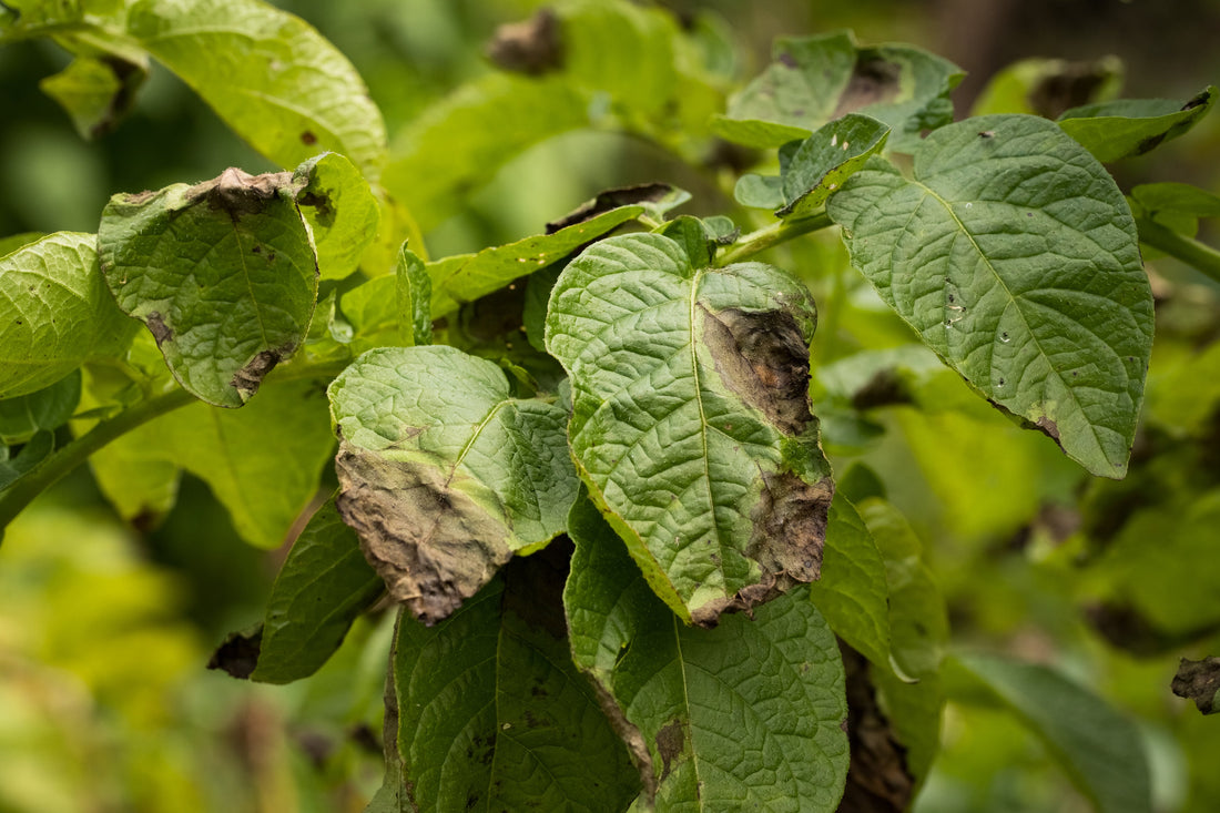 How Tissue Culture Can Help Your Infected Strains!