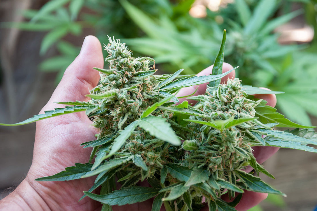 Types of Cannabis Propagation Methods