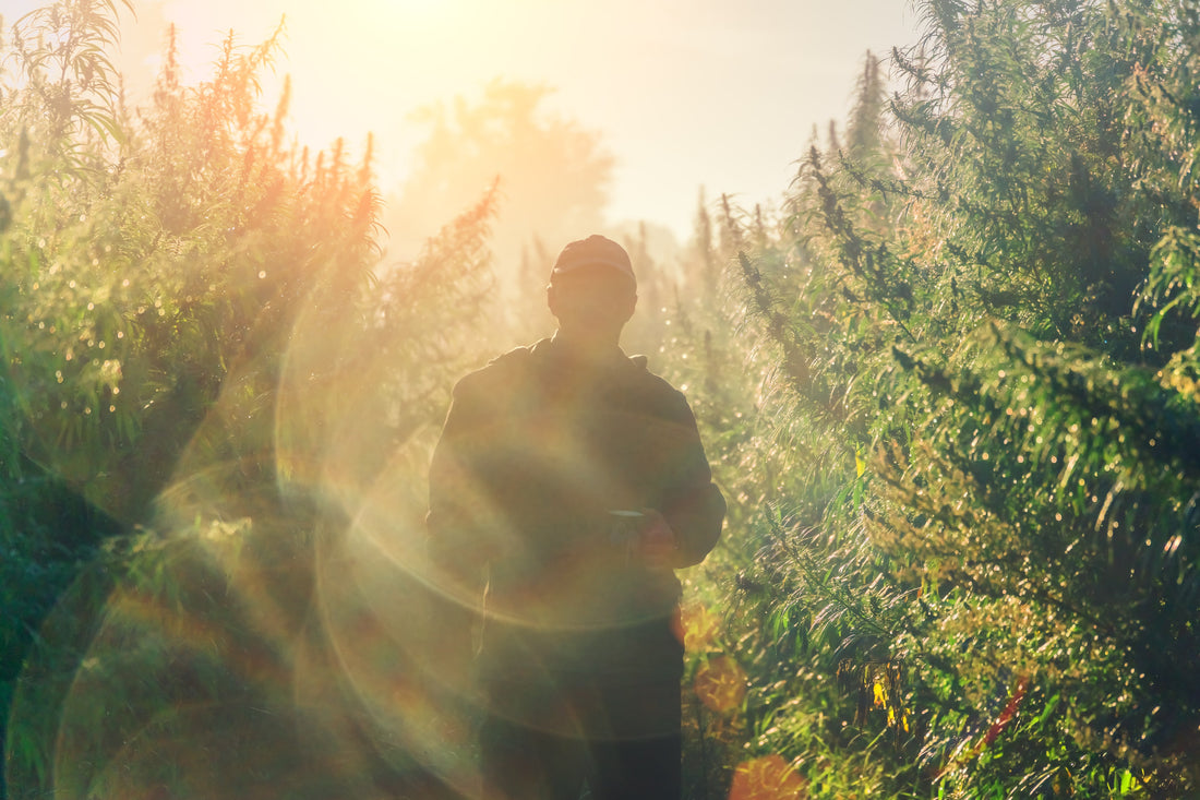 5 Common Problems When Growing Cannabis