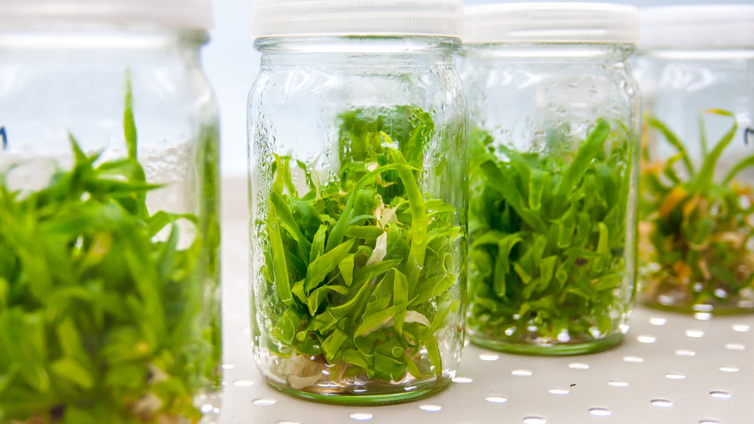 Historical Timeline of Tissue Culture