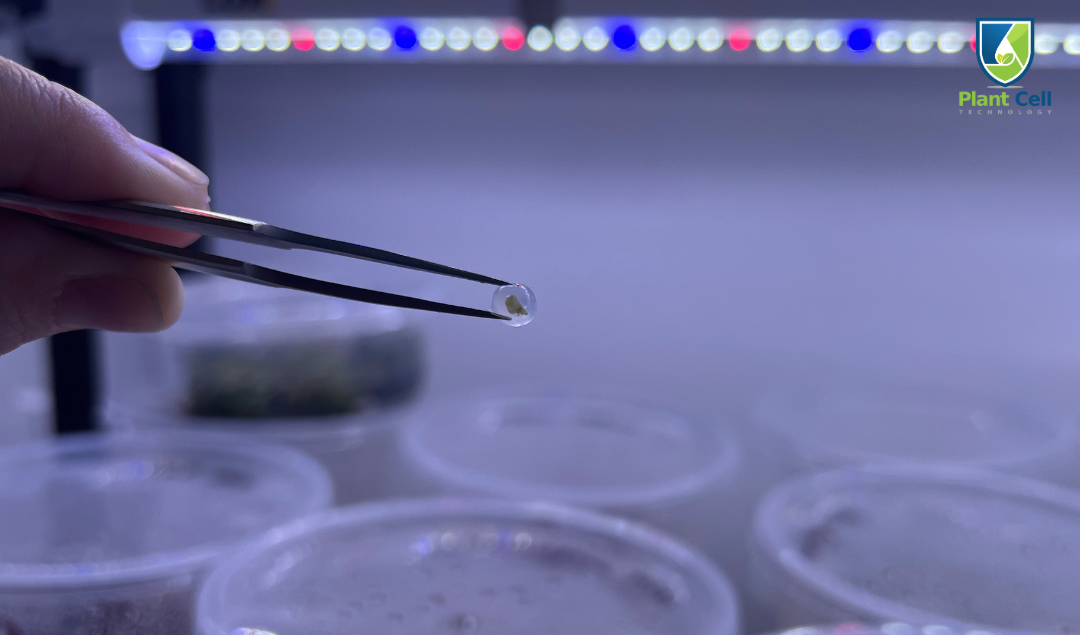 Pros and Cons of Synthetic Seeds