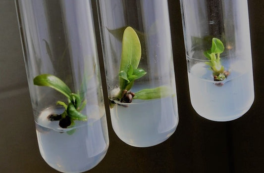 Different Types of Tissue Culture Processes