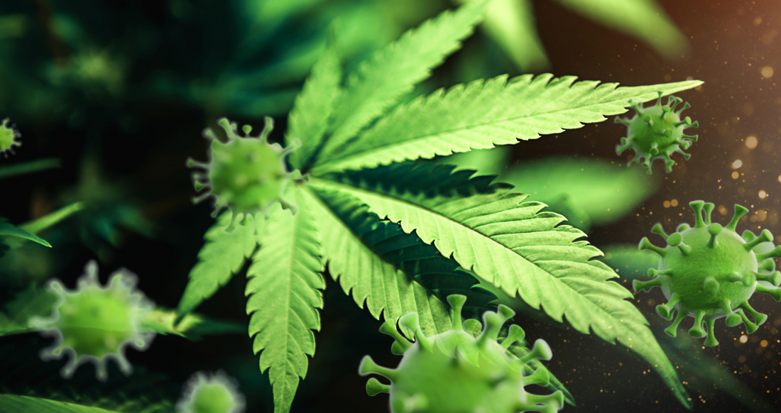 Testing Cannabis Plants for HpLVD and Its Importance