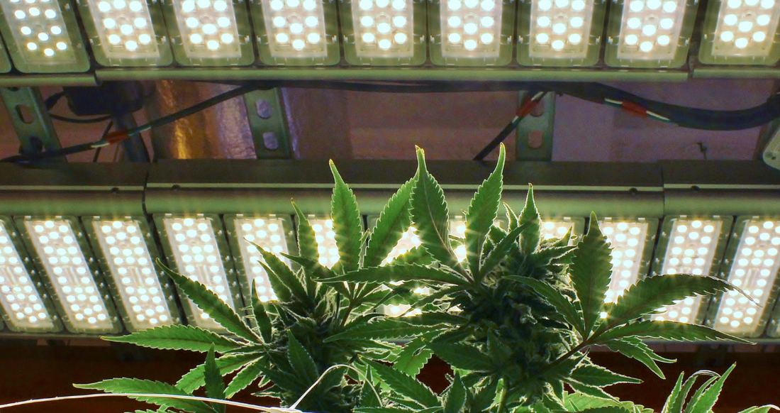 In Vitro Production of Cannabinoids from Cannabis Sativa