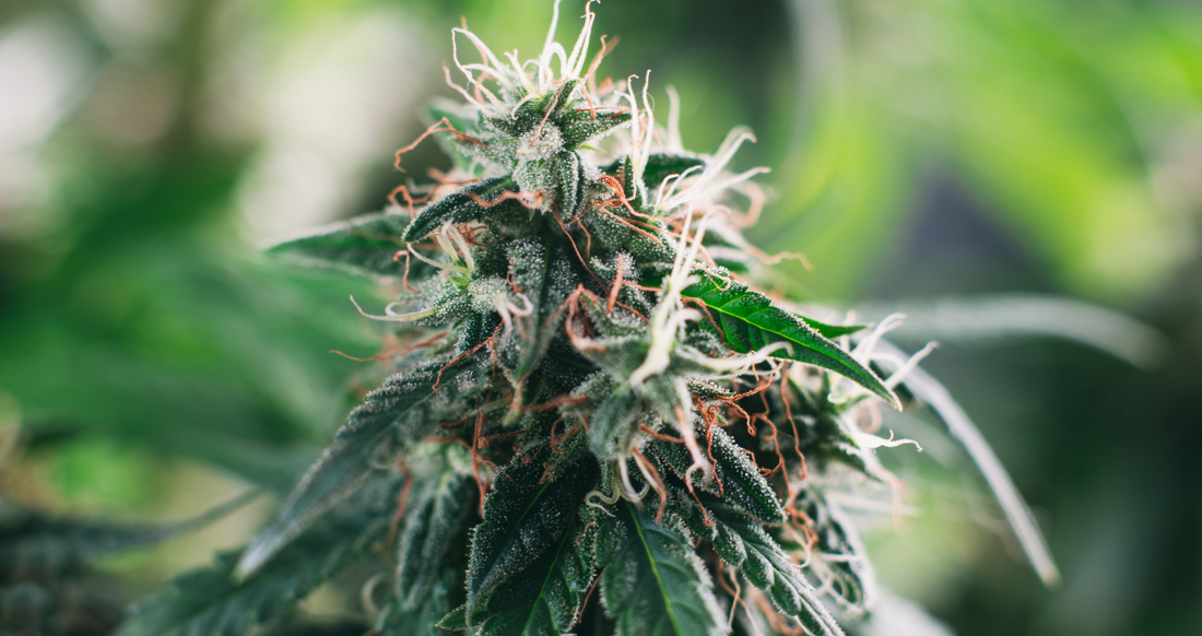 The Science of Cannabis: Understanding the Plant Behind the 4/20 Holiday