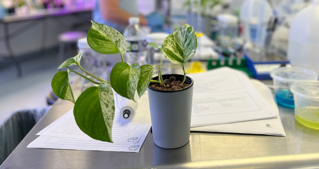The Top 10 Easiest Plants To Tissue Culture For Beginners